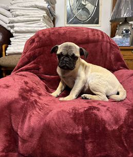 Daisy Mae