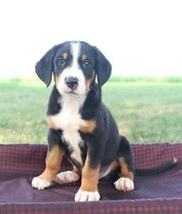 Fergus