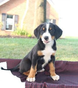 Fergus