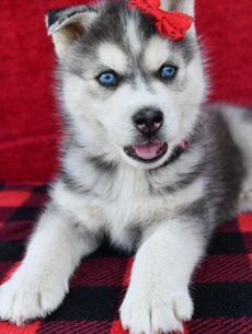 Frankie
