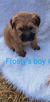 Frosty's boy