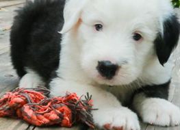 Gordo