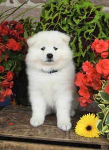 Gracie