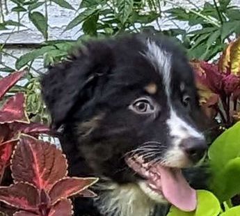 Harley