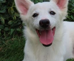 Hazel