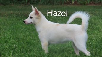 Hazel