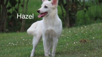 Hazel