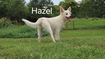 Hazel