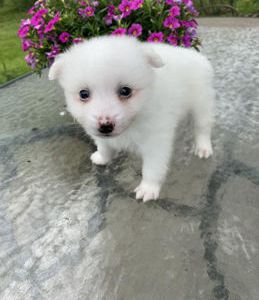 Jack