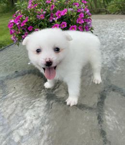 Jack