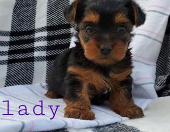 Lady