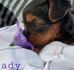 Lady