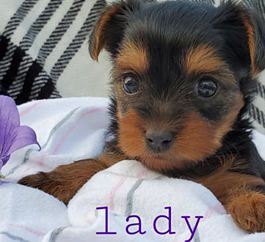 Lady