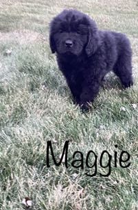 Maggie