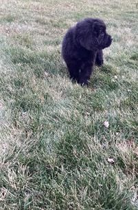 Maggie