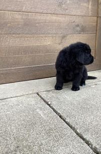 Maggie