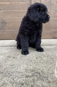 Maggie