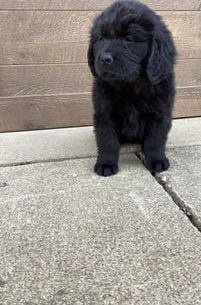 Maggie