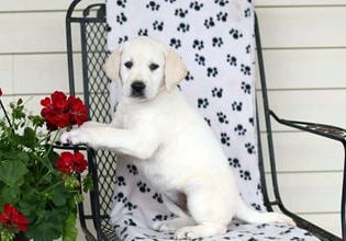 Marnie