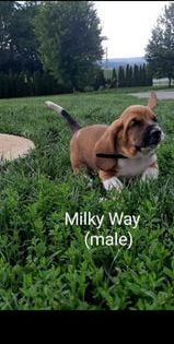 Milky Way