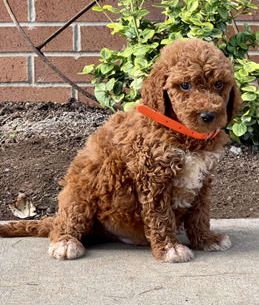 Milo