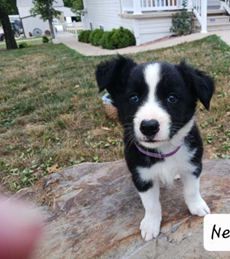 Nell