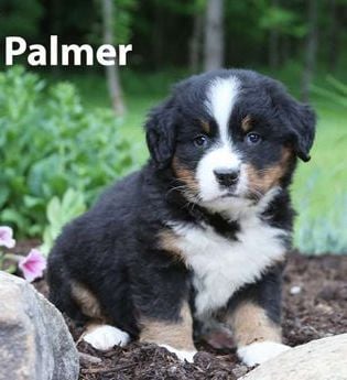 Palmer