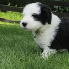 Peggie