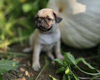 Pepito