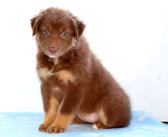 Remi