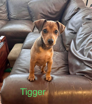 Tigger