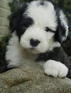 Tobby