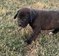 Tootsie