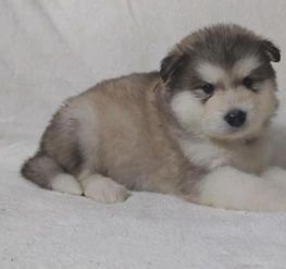 Tundra