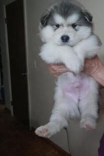 Tundra