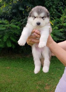Tundra