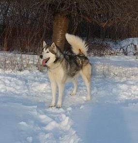 Tundra