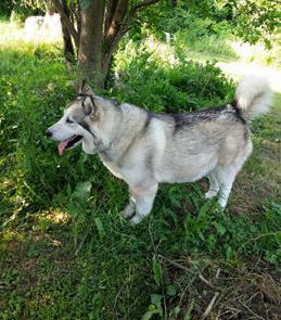 Tundra