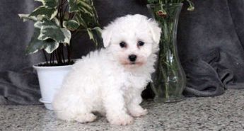 Willow