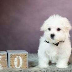 Yoda