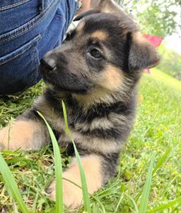 Yoda