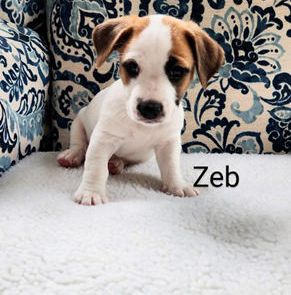 Zeb