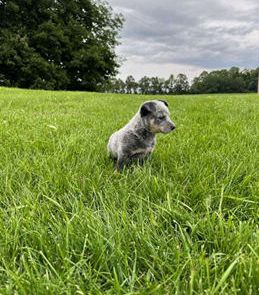 Alan