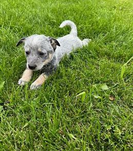 Alan