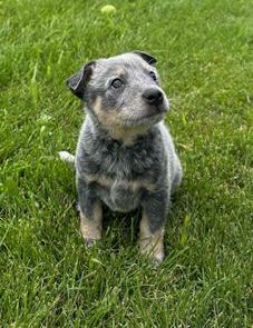 Alan