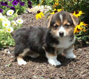 Atticus