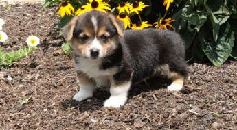 Atticus