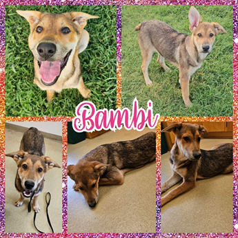 Bambi - Puppy Area