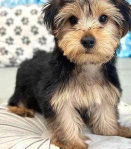Barkley