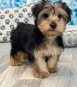Barkley